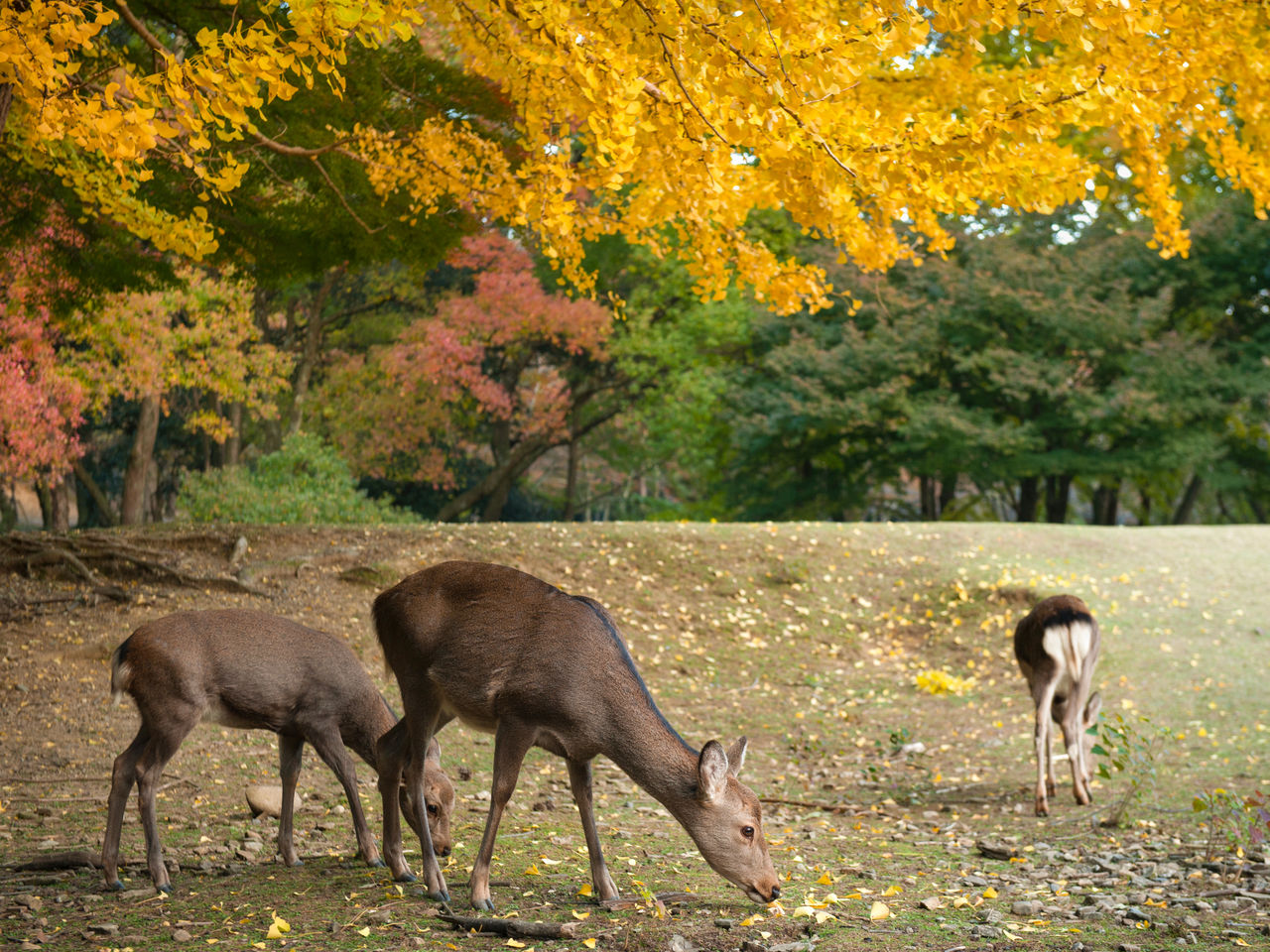 Los ciervos y el follaje otoñal en el parque de Nara.