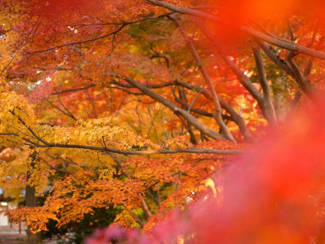 Los arces que en otoño engalanan el inmenso parque de Nara.