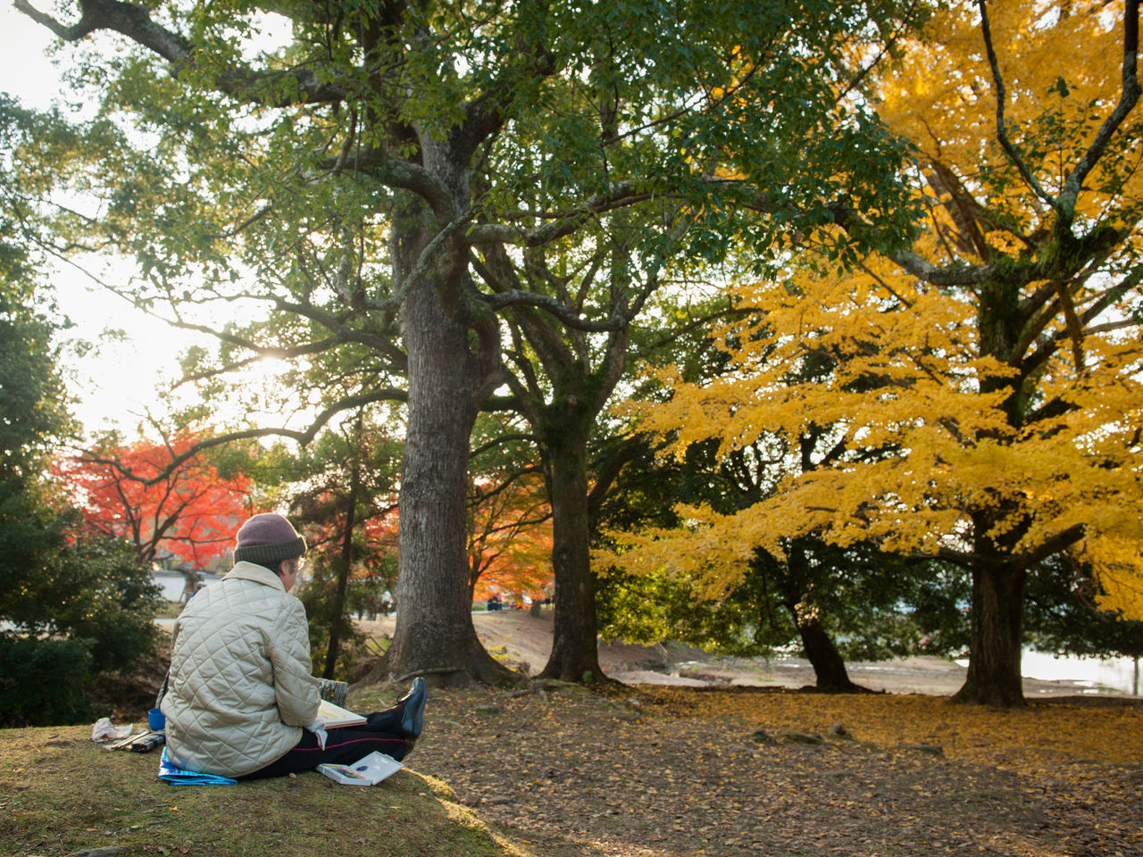 Una persona pintando un ginkgo que ha cambiado de color. El parque de Nara también es un lugar de relajación para los ciudadanos de la zona.