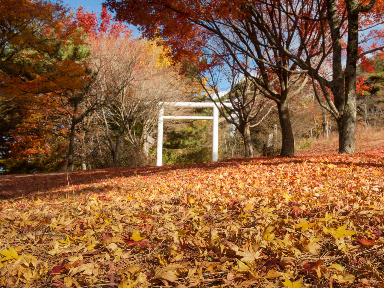 “Alfombra” de hojas en el camino que conduce al santuario Azukishima o Azuki.