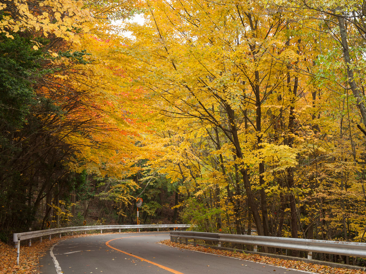 Los colores del otoño en la carretera Kankakei, también conocida como Blue Line. Figura en la lista de las Cien mejores carreteras de Japón.