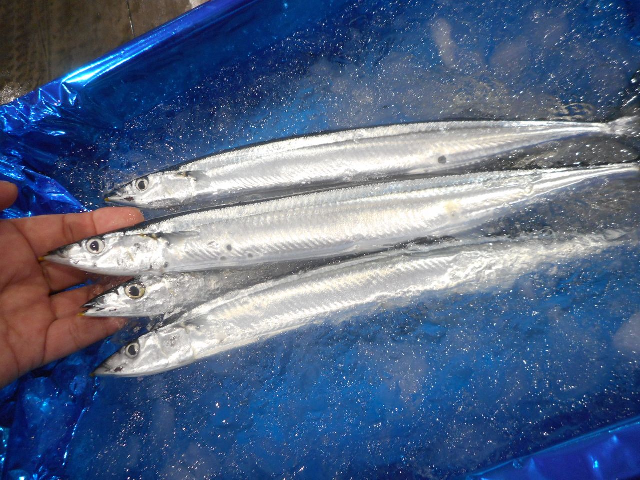 Las papardas del Pacífico frescas son delgadas y tienen menos grasa que otros años (imagen del autor).