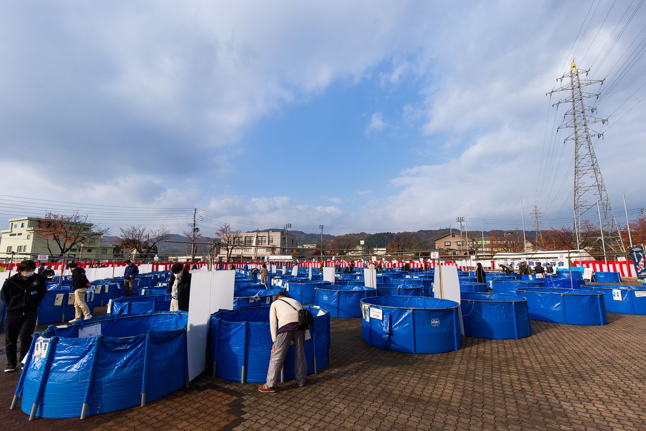 El 7 y 8 de noviembre de 2020 se celebró la 60.ª edición de la Feria de Carpas Nishikigoi de la Prefectura de Niigata en la Community Plaza del gimnasio de la ciudad de Ojiya. Los visitantes se asoman a las piletas azules para admirar las carpas. 