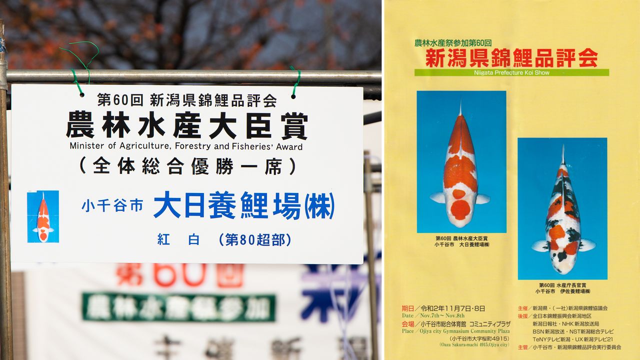 Tanto la tarjeta de presentación de la nishikigoi (izquierda), como el folleto informativo (derecha), utilizan fotografías de las carpas vistas desde arriba. 