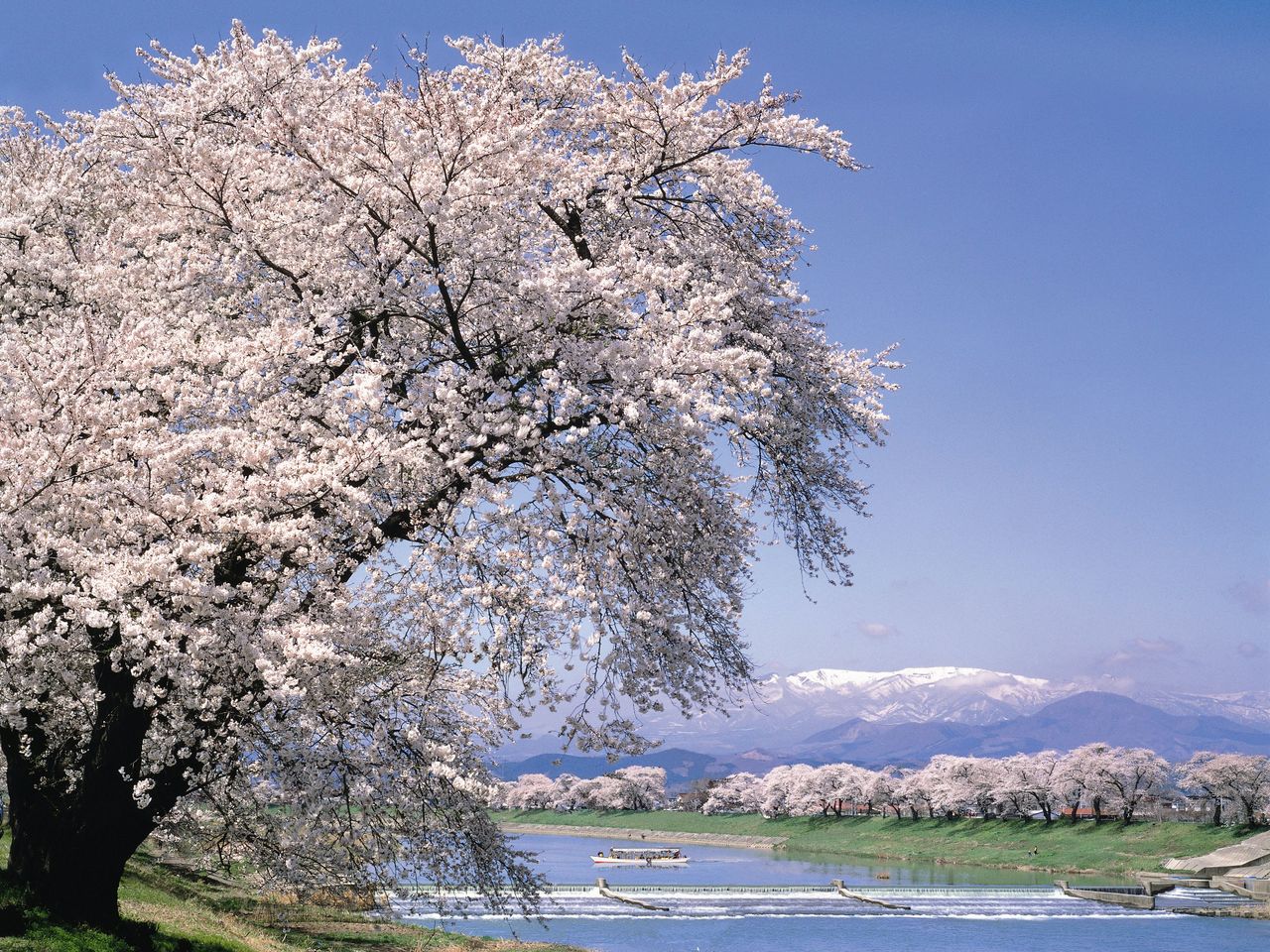 Durante la época de floración de los cerezos se puede dar un paseo en barca por el río Shiroishi (imagen cortesía del Departamento de Industria, Comercio y Turismo de Ōgawara).