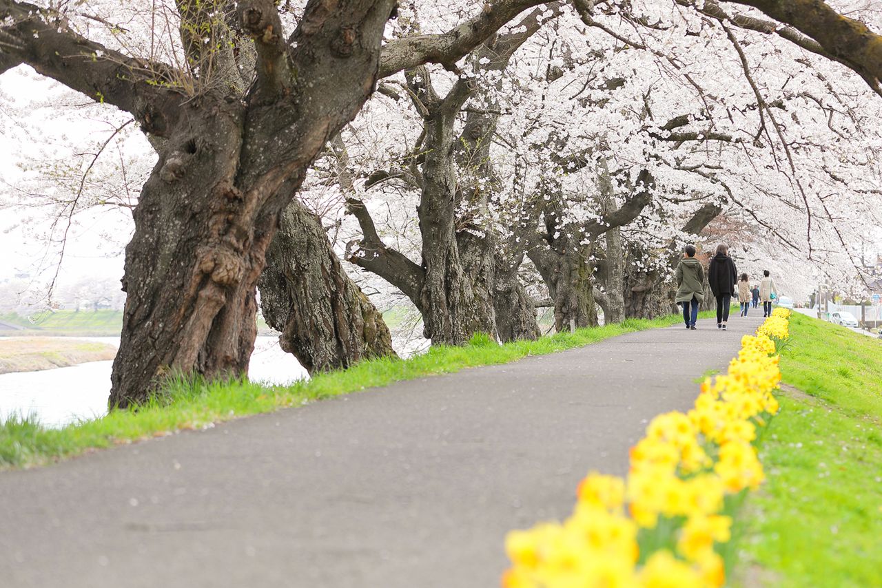 El contraste entre los cerezos y los narcisos es impresionante (imagen cortesía del departamento de Industria, Comercio y Turismo de Ōgawara).