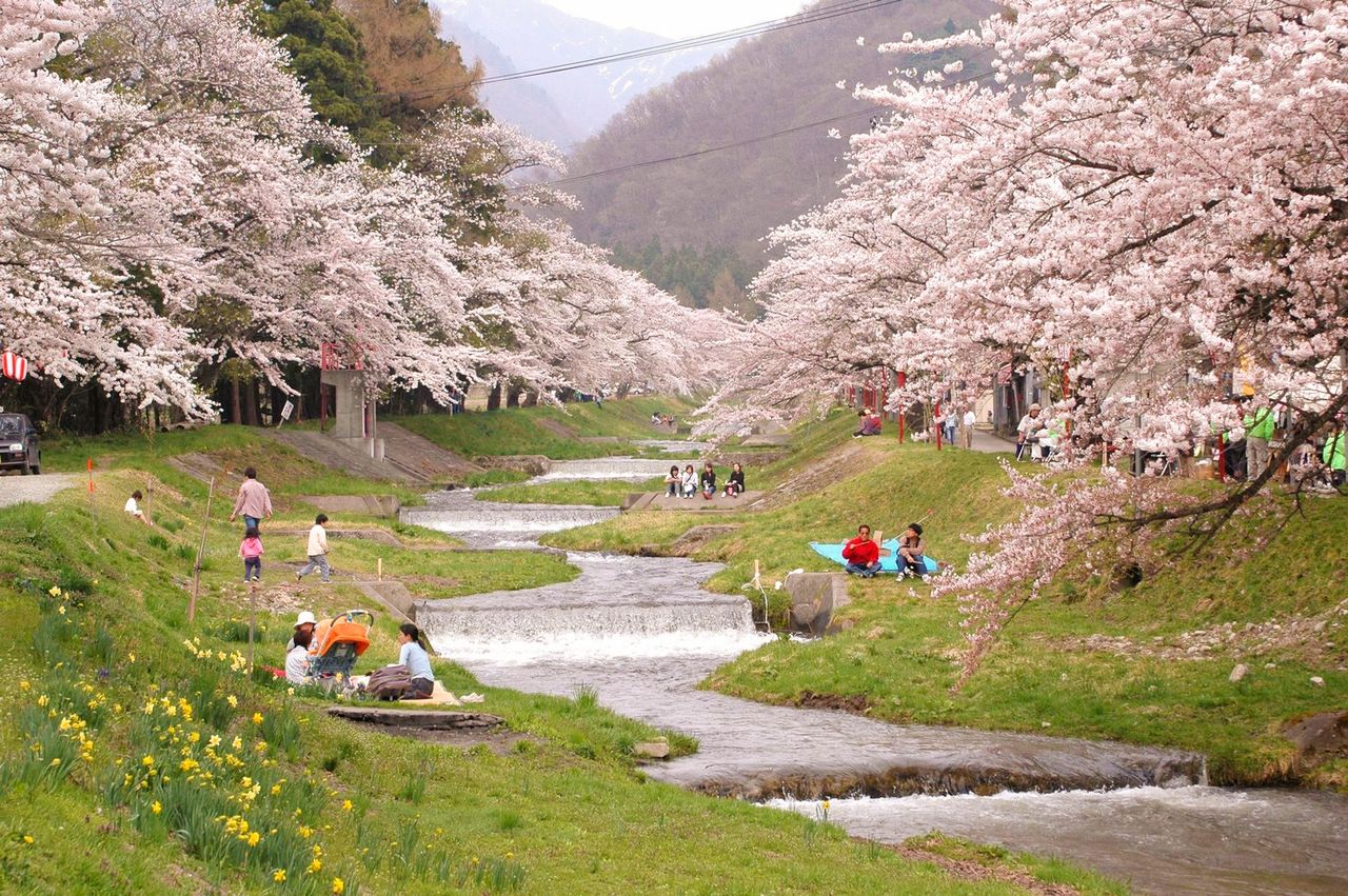 Un riachuelo entre los cerezos (imagen cortesía del responsable del Departamento de Industria, Comercio y Turismo de Inawashiro).