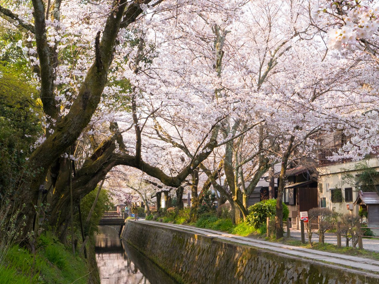 Los cerezos en flor y un pequeño puente de piedra al fondo, una composición perfecta. 