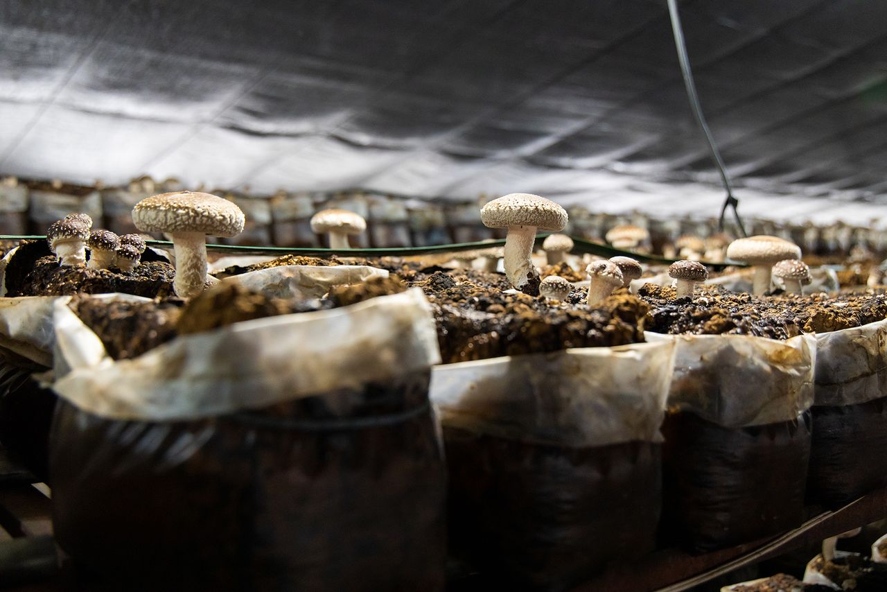 Los shiitake crecen en un ambiente tranquilo sin estímulos excesivos. La cantidad de producción por lecho se limita a la mitad de su capacidad total todo el año. 