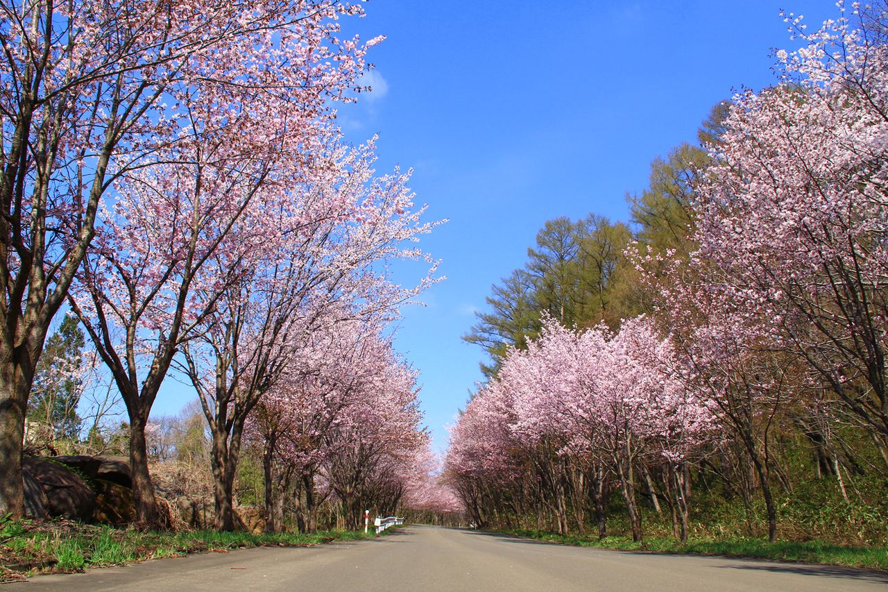 Una hilera interminable de cerezos de la variedad ōyamazakura o Prunus sargentii (imagen cortesía de la Asociación de Turismo del monte Iwaki).