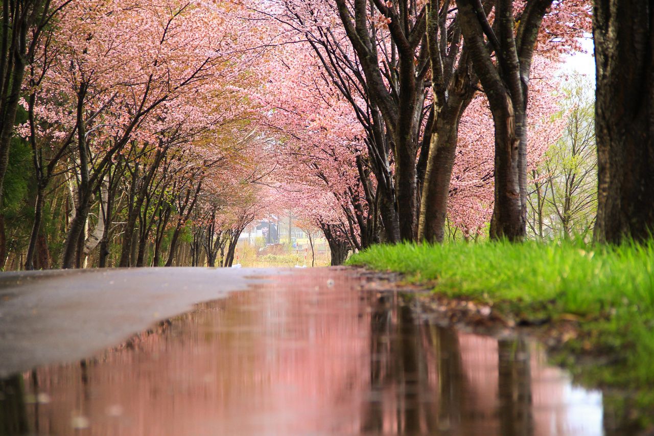 Es posible pasear bajo un arco de cerezos (imagen cortesía de la Asociación de Turismo del monte Iwaki).