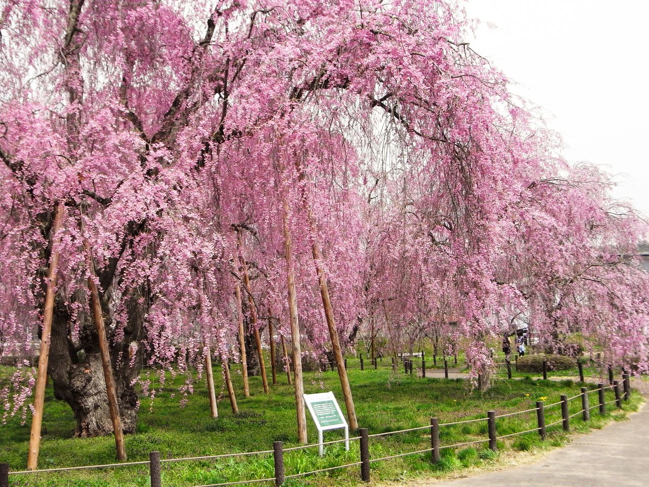 Las ramas de los cerezos llorones de la variedad yaebeni shidarehiganzakura trazan una hermosa curva cuando han florecido por completo (imagen cortesía de la Asociación de Turismo y Convenciones de Morioka).