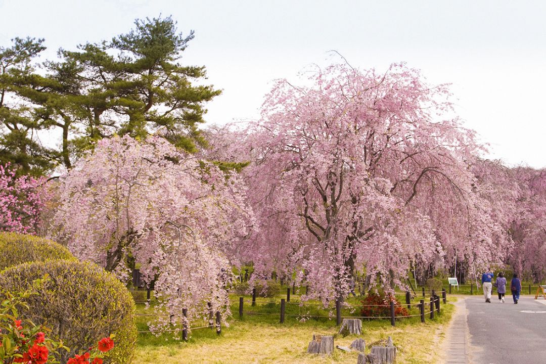Se puede dar un paseo por el recinto de la depuradora para contemplar los cerezos en flor (imagen cortesía de la Asociación de Turismo y Convenciones de Morioka).