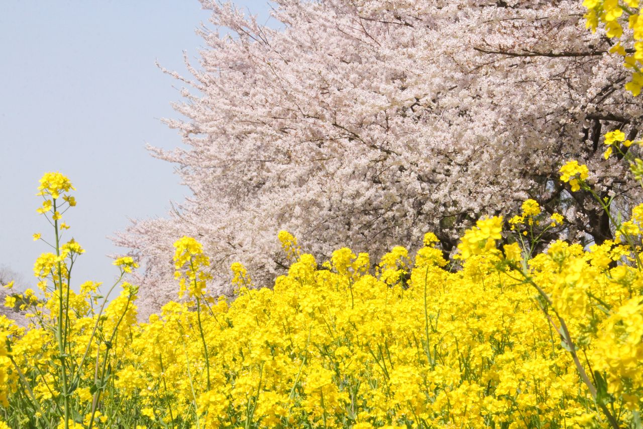 La mezcla de los cerezos con las flores de colza se caracteriza por la suavidad de sus tonos　(imagen cortesía del Departamento de Asuntos Generales y Planificación de Ōgata).