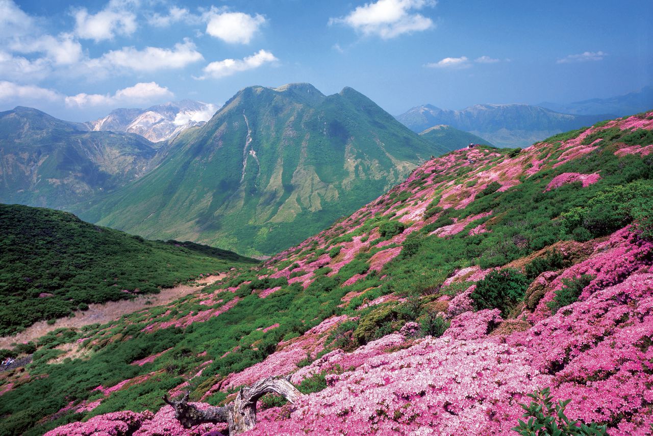 Al otro lado del campo de azaleas del monte Heiji se observa la cordillera de Kujū. En el centro el monte Mimata y en sus faldas el humedal de Bō-ga-tsuru. Fotografía: Organización para la Promoción del Turismo de Kyūshū.