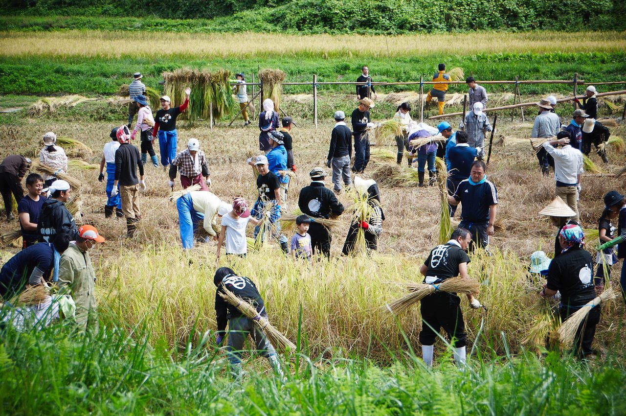 Participantes en La escuela de los arrozales, una actividad en la que se siegan los campos de arroz de Niida Honke (imagen cortesía de Niida Honke).