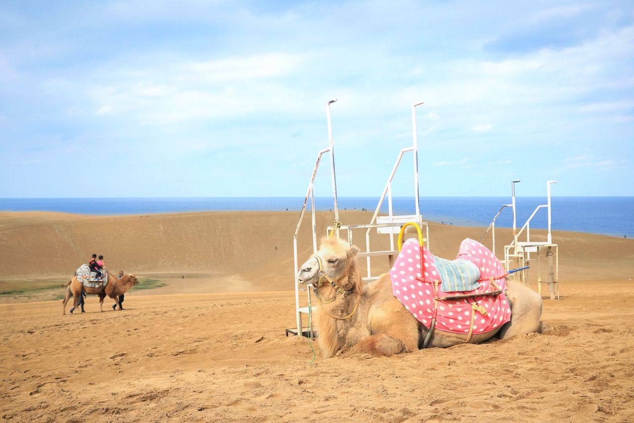 En las dunas de Tottori se puede disfrutar de paseos en camellos. (Fotografía: prefectura de Tottori.)