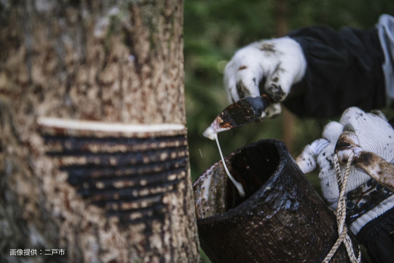 El trabajo de urushikaki (extracción de laca) consiste en hacer cortes a los troncos de los árboles de laca para extraer su savia. (Imagen de la ciudad de Ninohe) 