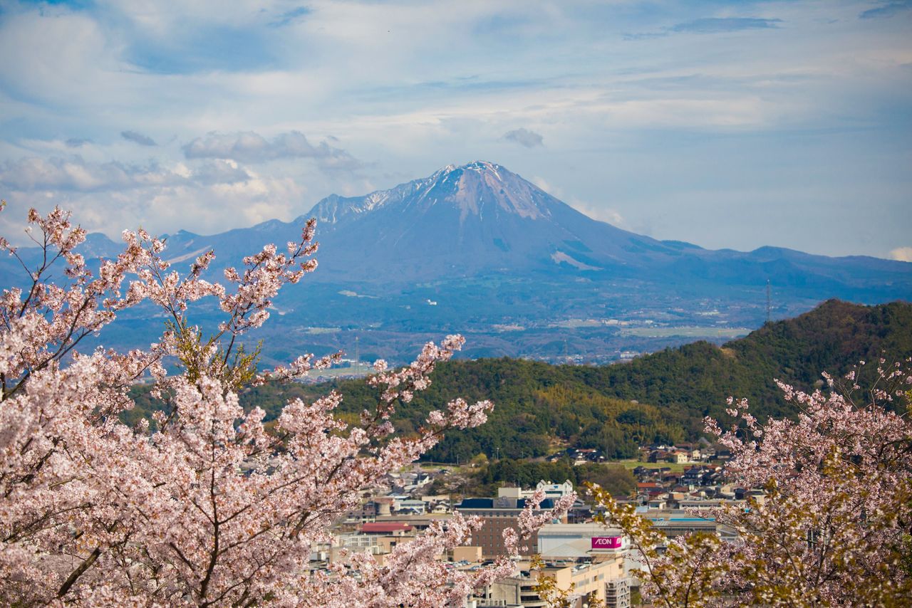 La vista del monte Daisen desde las ruinas del castillo de Yonago, conocida por sus cerezos. (Imagen de la prefectura de Tottori) 