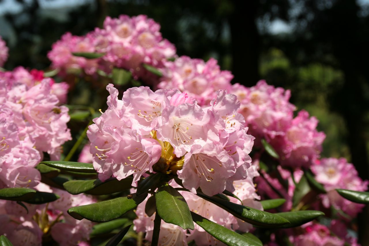 La mejor temporada para disfrutar de las Hymenanthes okishakunage, típicas de las islas de Oki, es de fines de abril a mediados de mayo. (Imagen de la Oficina de Gobierno de Oki) 
