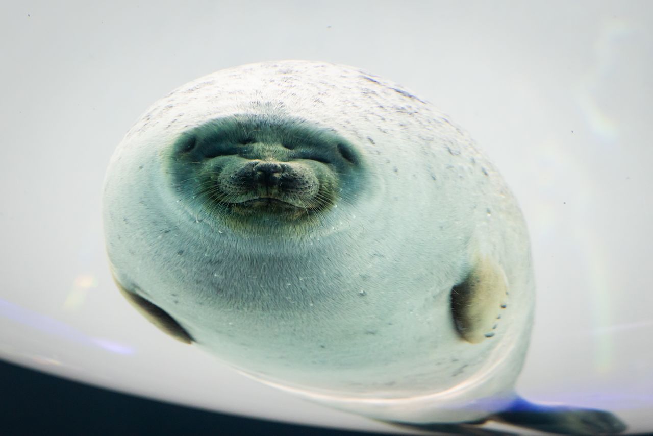 Una foca ocelada observando a los visitantes desde la ventana con forma de cúpula. 