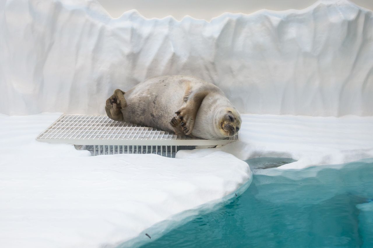 Una foca tomando una siesta en la zona a nivel del mar del tercer piso. A los visitantes también les gusta tomarle fotos dormida.