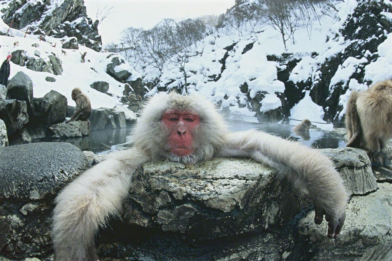 Los monos de Jigokudani adoran aguas termales Nippon.com