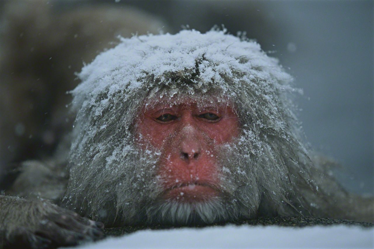 Los monos de la nieve de Jigokudani - CHIQUI THE TRAVELLER