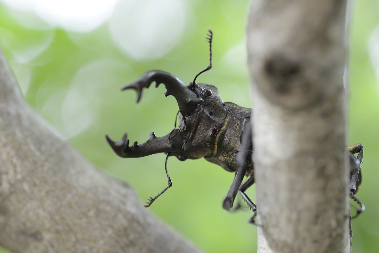 Un ciervo volante de la especie miyama kuwagata (Lucanus maculifemoratus) se deja ver por el verano en un bosque mixto.