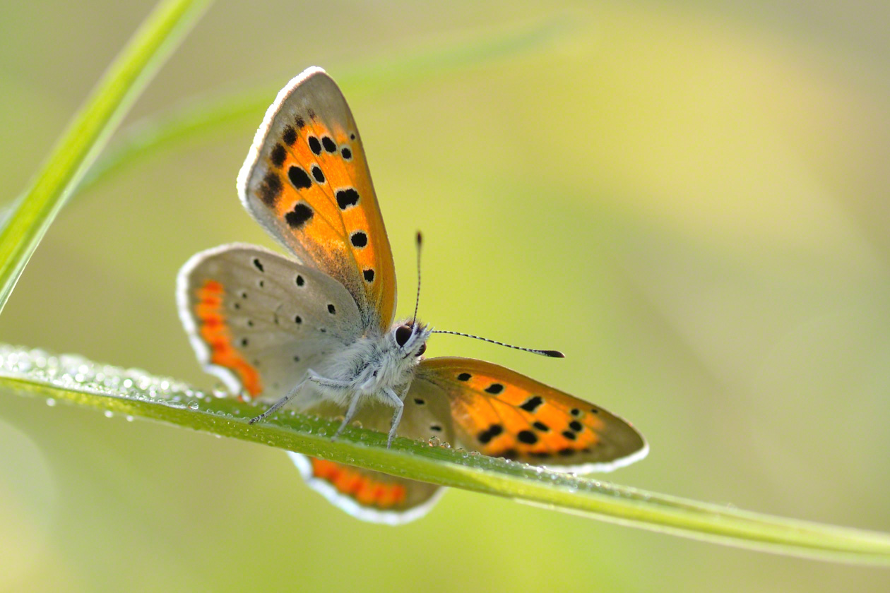 La benishijimi (Lycaena phlaeas), una mariposa de encantador aspecto que suele vivir en las rampas que bordean los arrozales inundados.