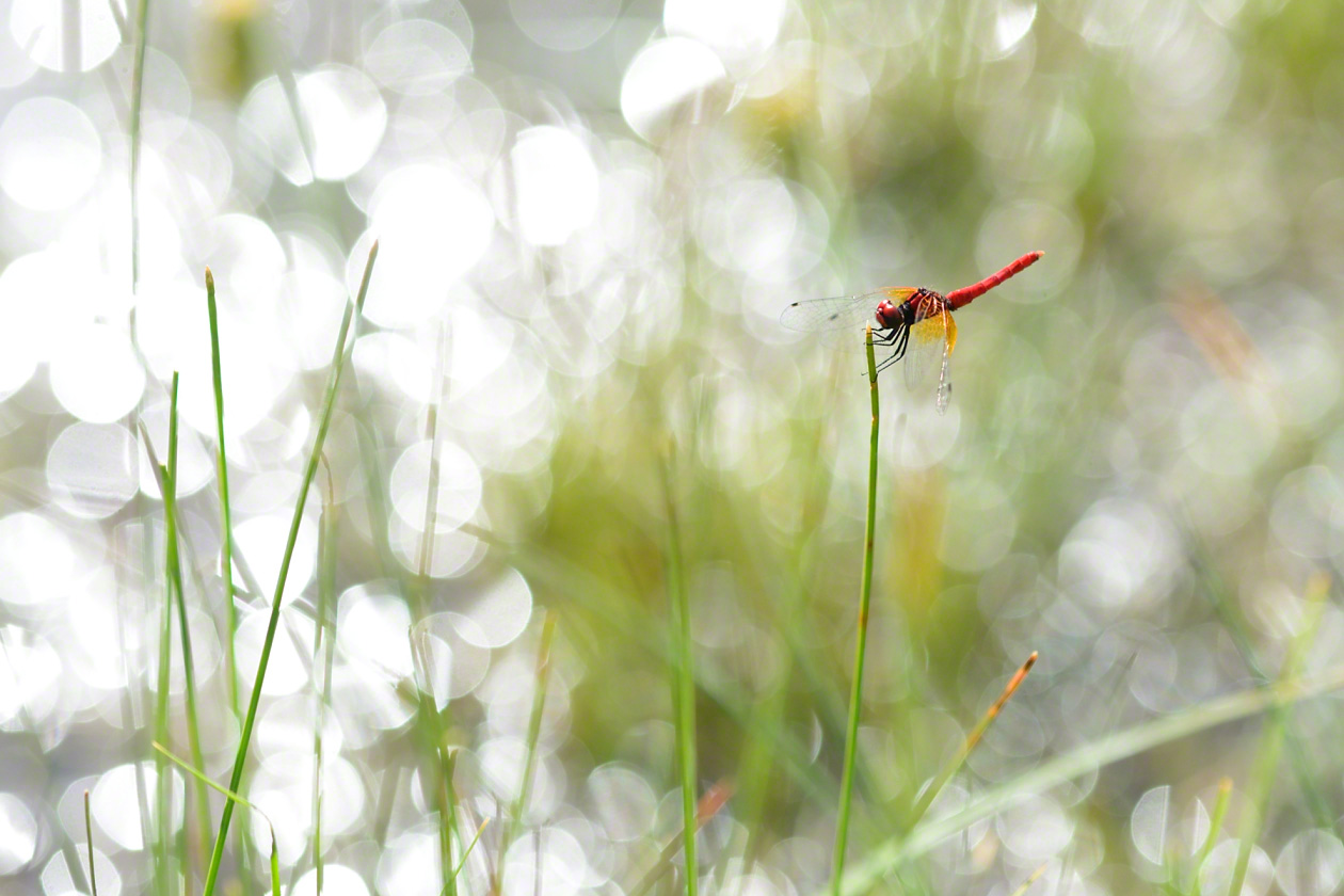 La libélula hacchōtonbo (Nannophya pygmaea), que habita los humedales.