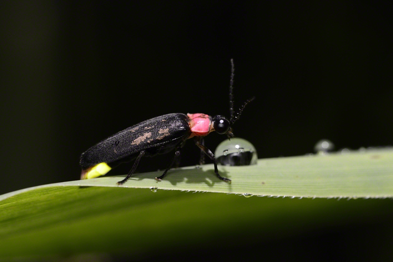 Una luciérnaga de la especie genjibotaru (Luciola cruciata) despidiendo luz.