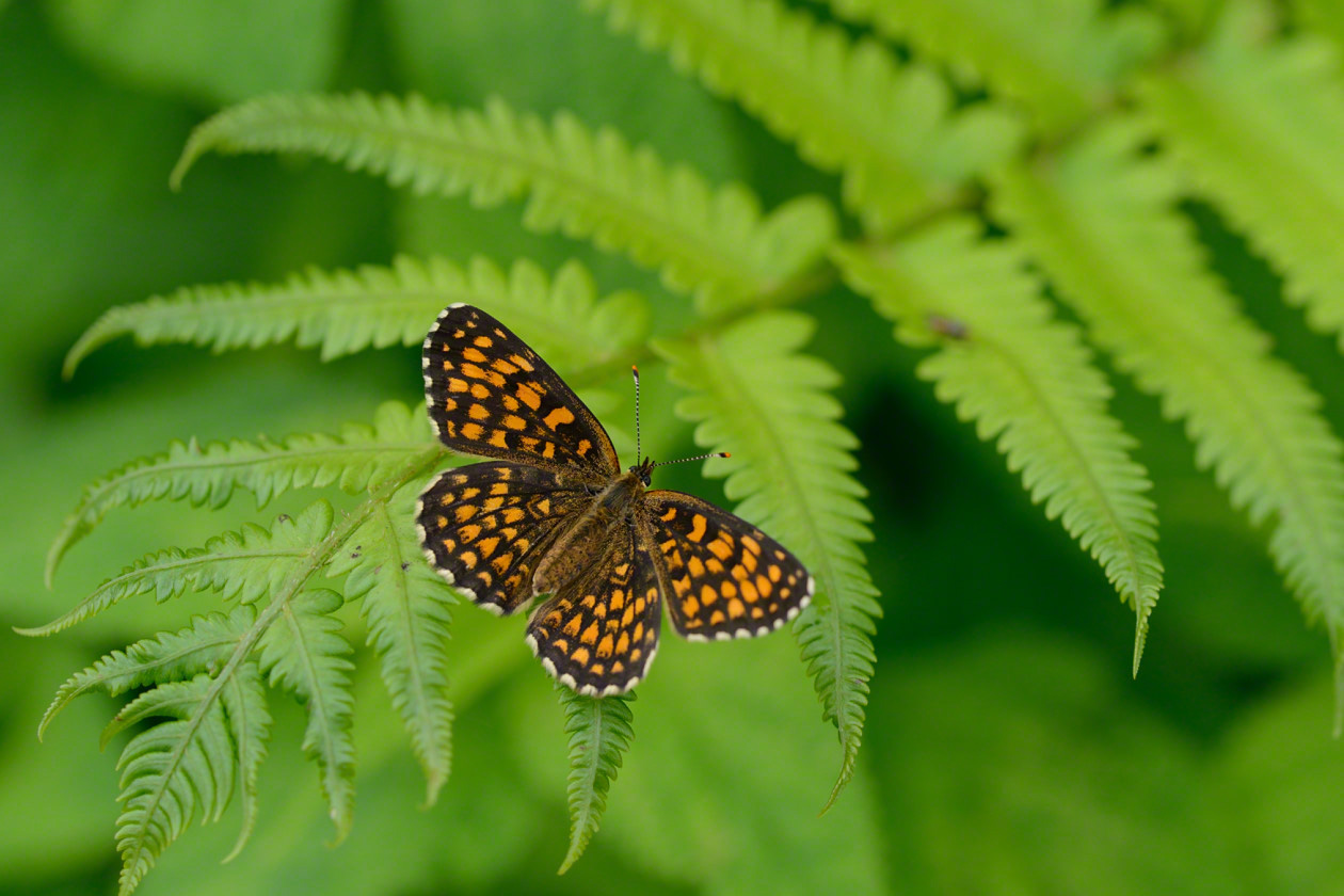 La mariposa usuiro hyōmon modoki (Melitaea pritomedia), que depende para su subsistencia de una planta cada vez más escasa, se encuentra al borde de la extinción. 