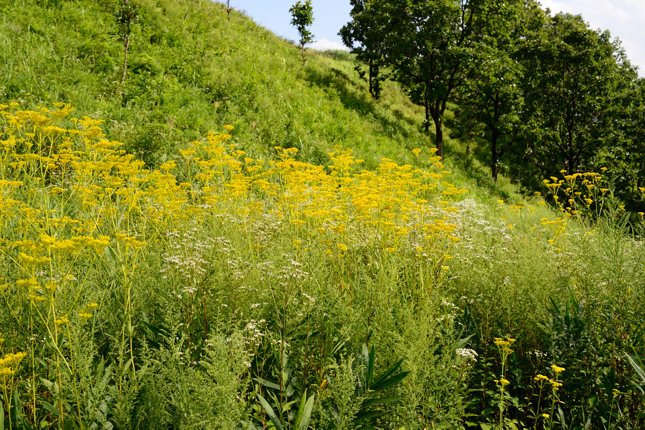 Flores de ominaeshi en una ladera con vegetación natural, en la estación veraniega.