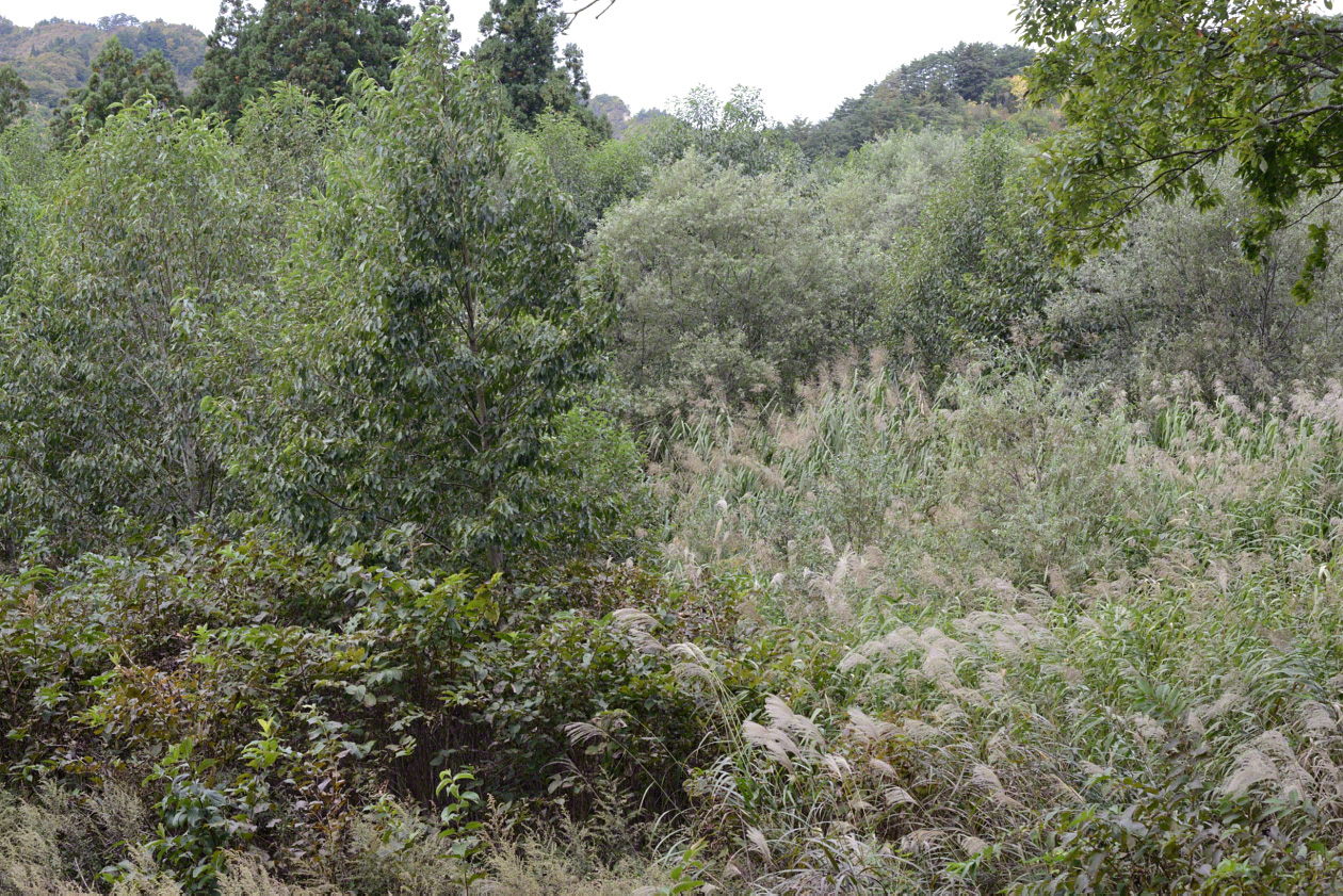 Una zona de labranza abandonada. Hace apenas 30 años había aquí arrozales inundados y una aldea rural.