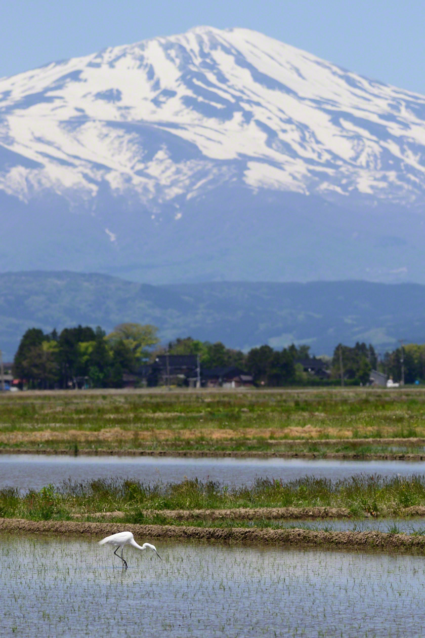 Una garza blanca de la especie daisagi (Ardea alba) busca comida en un arrozal inundado donde ha comenzado ya la plantación.