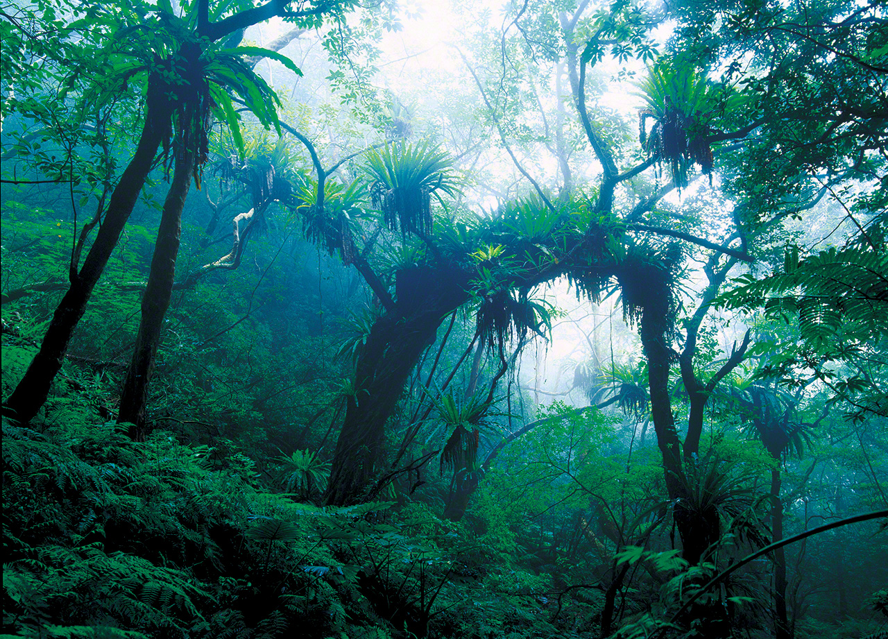 Paisaje representativo del bosque primigenio de Amami.