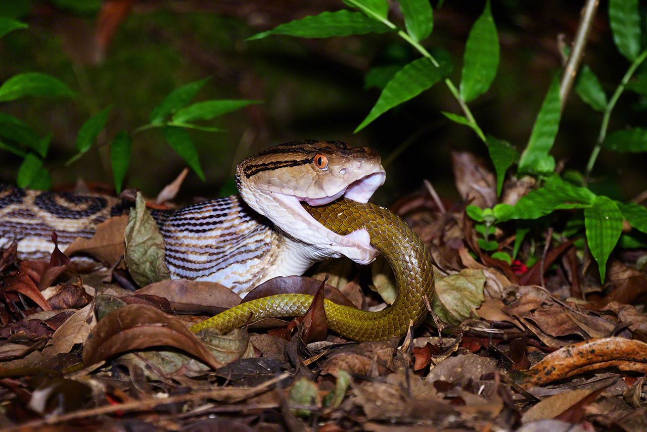 Un ejemplar de habu (Protobothrops flavoviridis) en el momento de deglutir a una pequeña serpiente verde de Ryūkyū (Ptyas semicarinatus). El habu ocupa la cúspide de la cadena trófica de las islas.