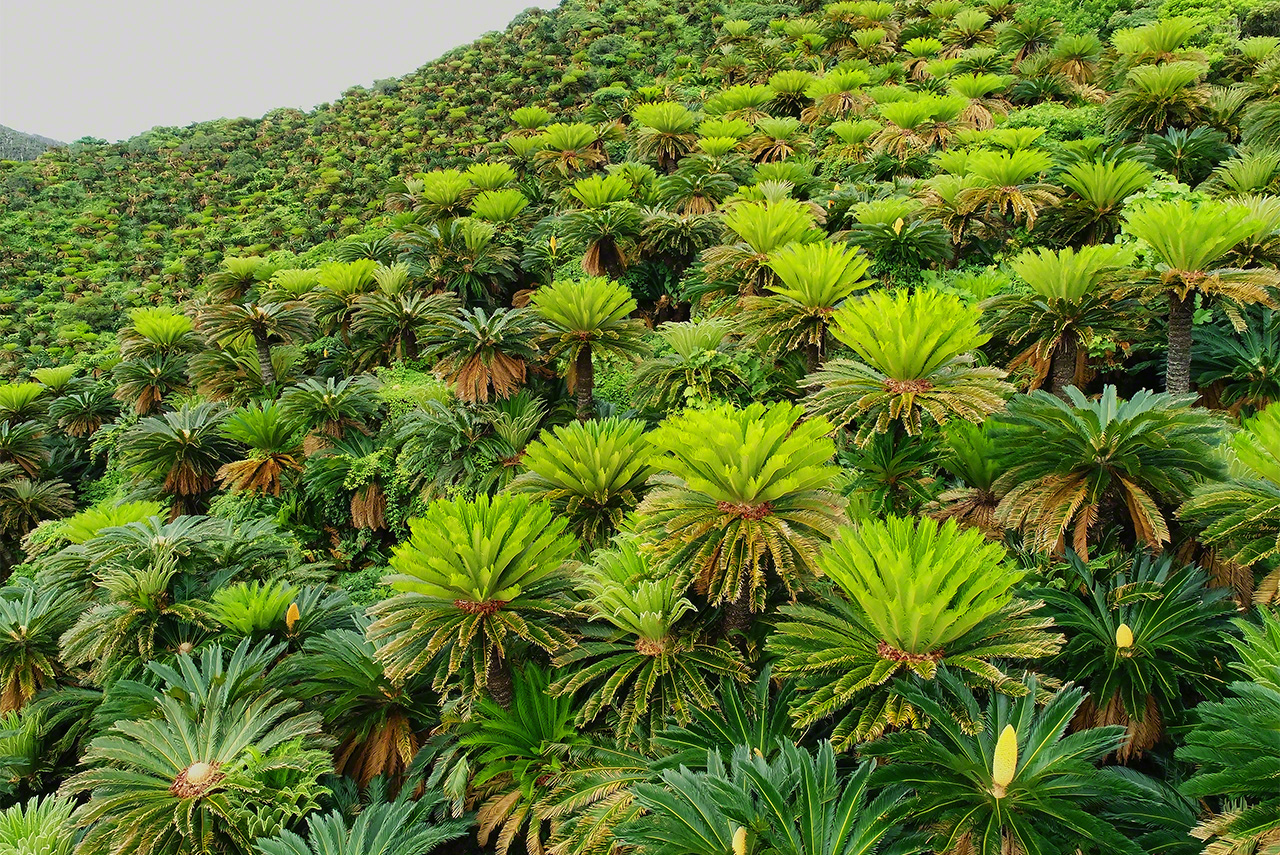 El sotetsu (Cicas revoluta) es una pseudopalmera que cubre las laderas montañosas de Amami próximas al mar. Entre los meses de mayo y junio muestra un verde particularmente vivo.