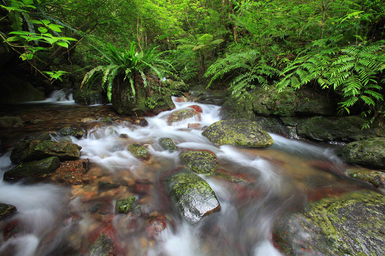 Un arroyo recorre un bosque primigenio, manantial de vida para todas las especies de la región.