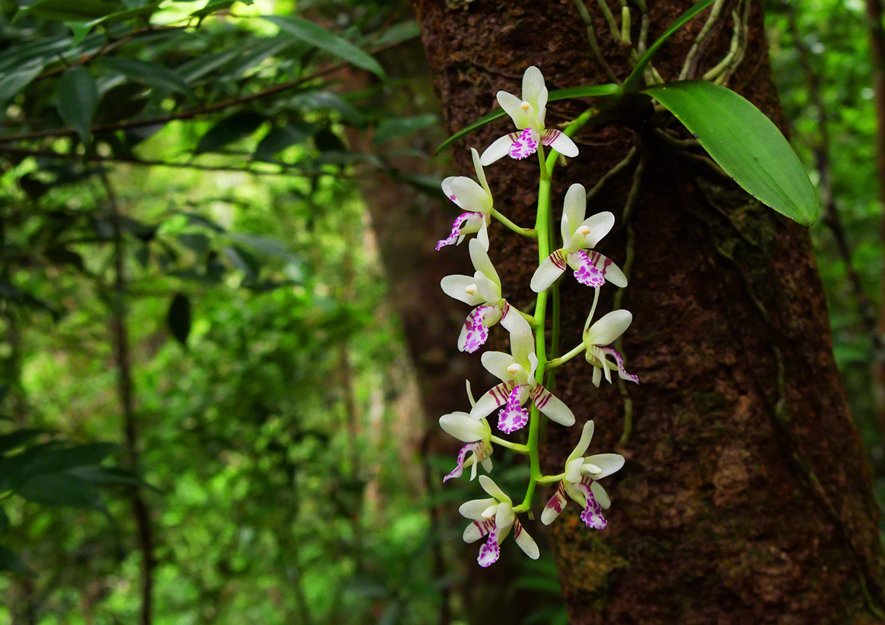 La orquídea de Nago (nagoran), llamada así porque fue hallada por primera vez en Nago (norte de la isla de Okinawa). Las islas de Amami Ōshima y Tokunoshima son pródigas en especies de orquídeas.