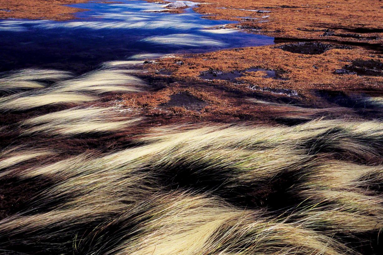 La hierba marina, secada por los rayos del sol, crea con las algas combinaciones de colores sin igual, en la península de Shiretoko.