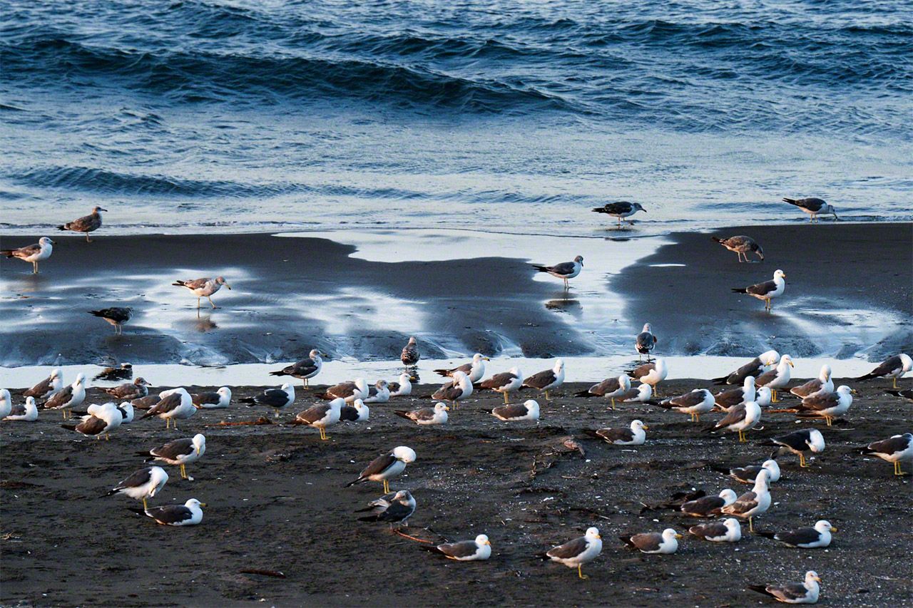 Una bandada de gaviotas en la costa del mar de Ojotsk.
