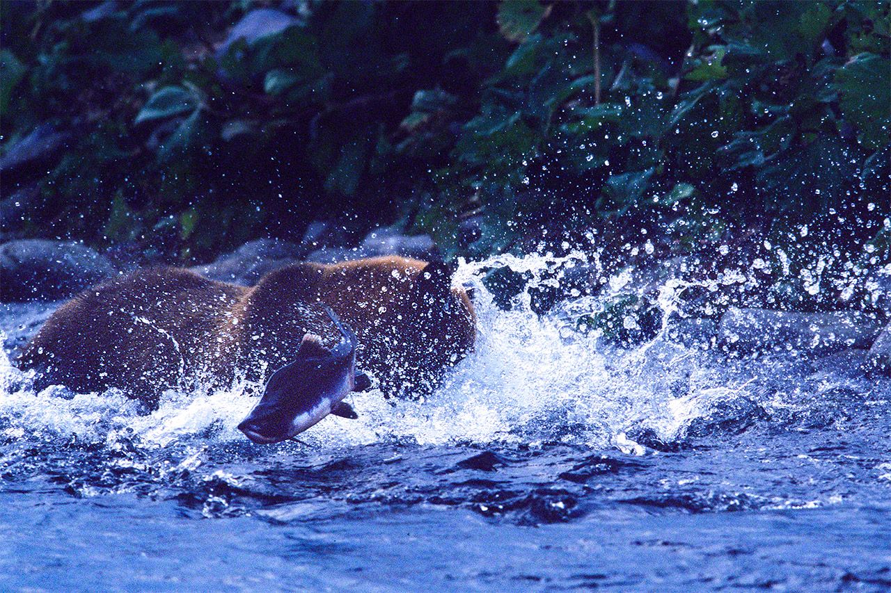 Un salmón rosado intentando escapar de un oso pardo en la península de Shiretoko.