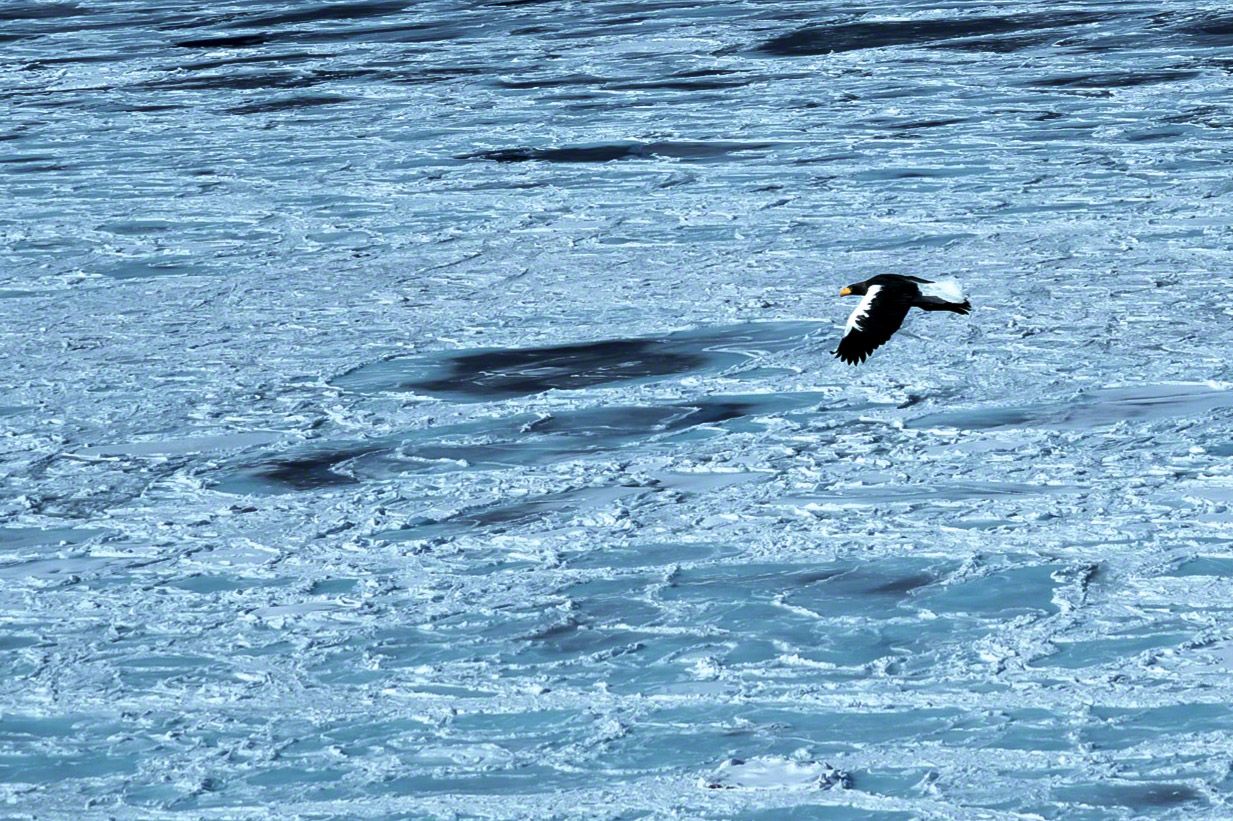 Un águila marina de Steller volando sobre el hielo a la deriva. Durante el invierno, casi la mitad de las águilas de todo el mundo de este tipo se reúnen en Hokkaidō.