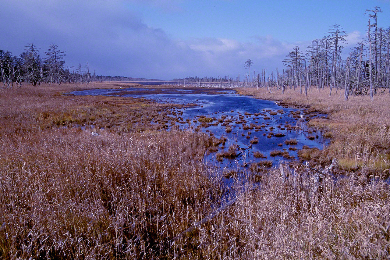 En el lago Fūren (Betsukai, Nemuro), conocido como destino de migraci&oacute;n del cisne cantor, pueden avistarse m&aacute;s de 300 especies de ave salvajes. 