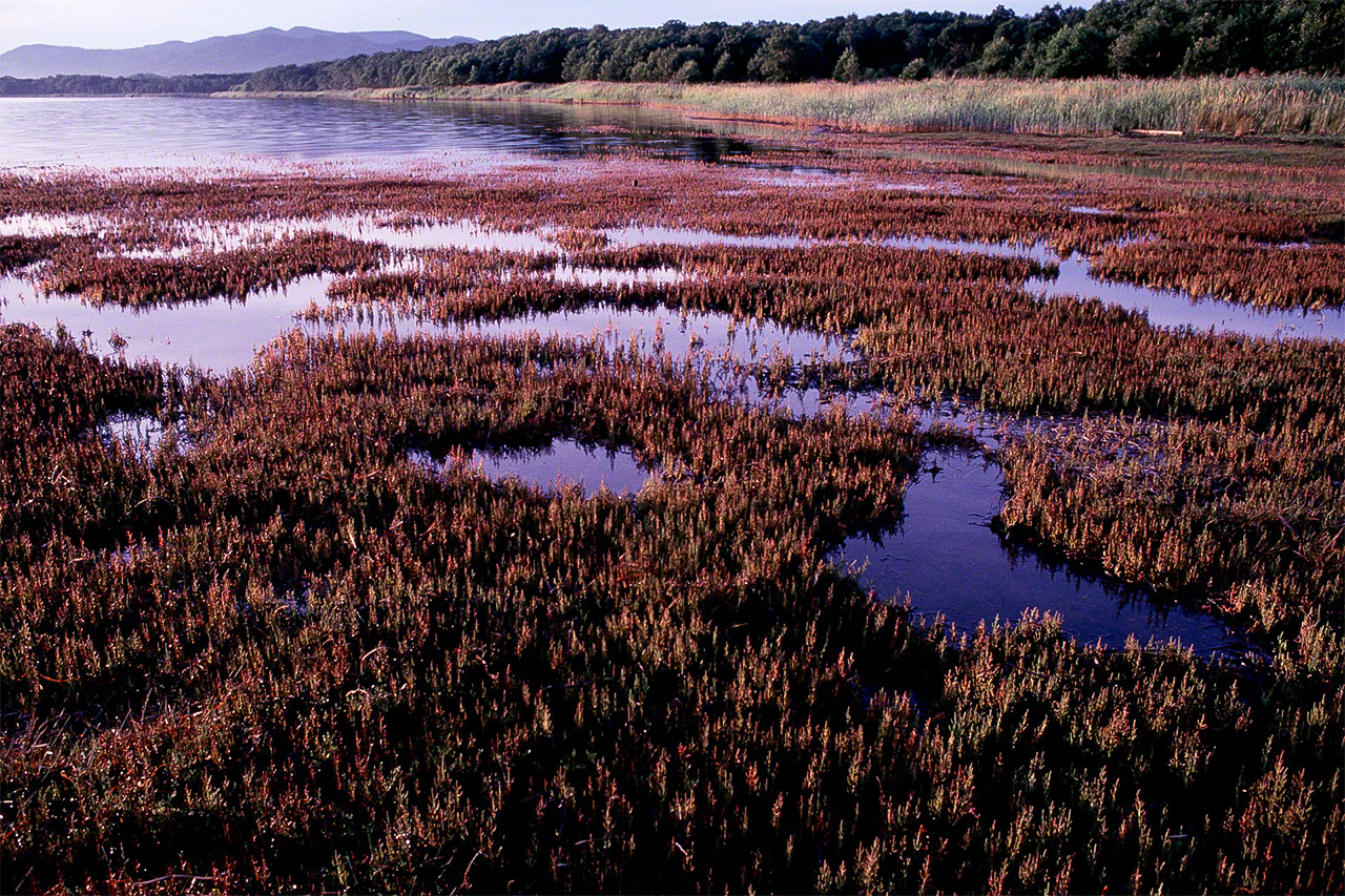 El lago Tōro (Shibecha), situado en el lado este de los humedales de Kushiro. En oto&ntilde;o los esp&aacute;rragos de mar ti&ntilde;en el paisaje de rojo.