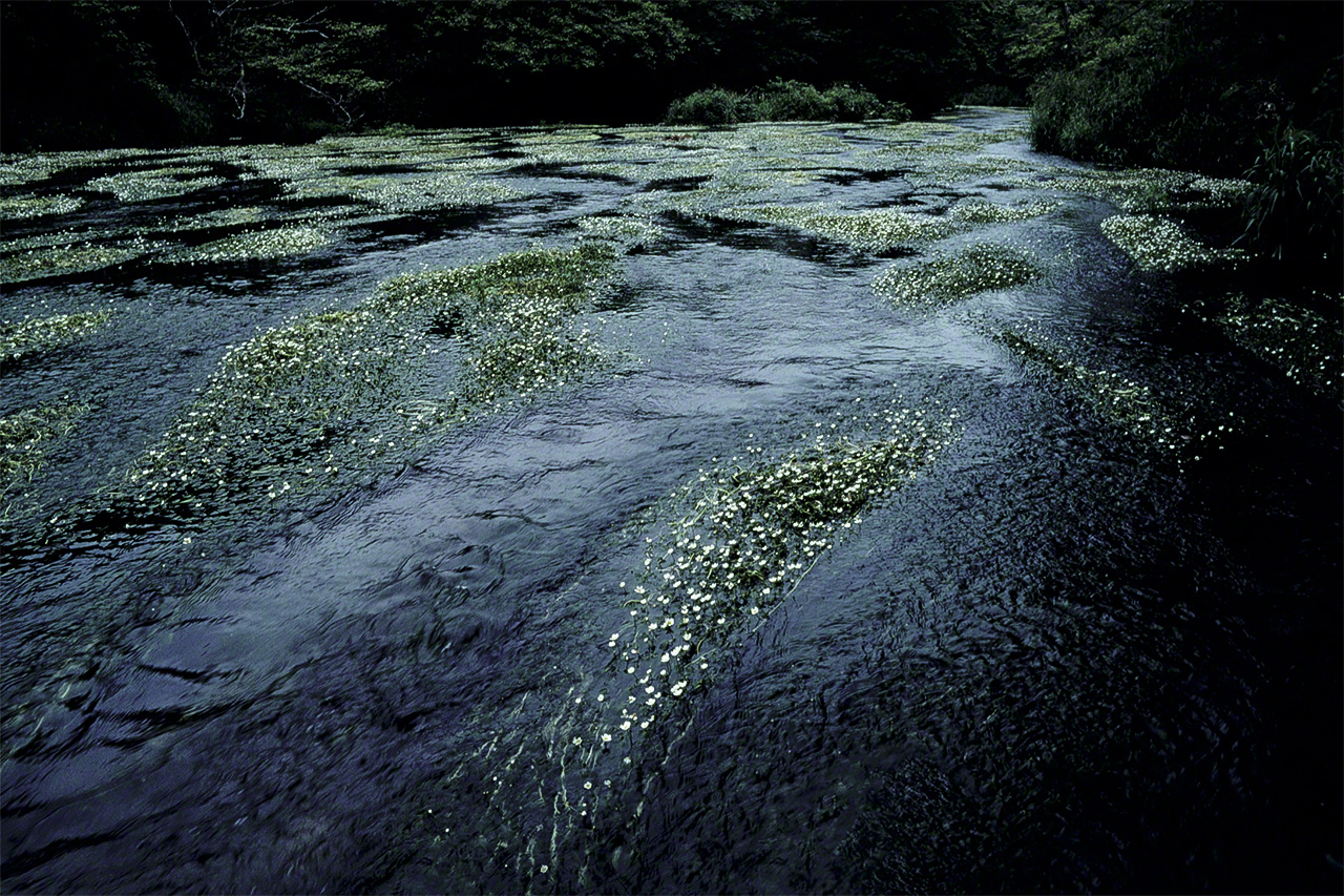 El r&iacute;o Nishibetsu (Shibecha) decorado con las flores de baikamo a principios de verano.