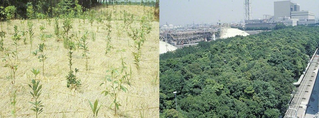 Desde plantas de maceta hasta bosque de conservación ambiental (instalaciones de la Central Térmica Higashi Ōgishima de TEPCO en la ciudad de Kawasaki). A la izquierda, justo después de la plantación: una planta por metro cuadrado, en la década de los ochenta. A la derecha se puede apreciar la densidad lograda con el aumento posterior de plantación: tres árboles por metro cuadrado. El bosque de conservación ambiental diez años después de la plantación. La altura de los árboles no es aún tan elevada, pero ya se ha formado un espeso bosque. (Imagen por cortesía de Miyawaki Akira)