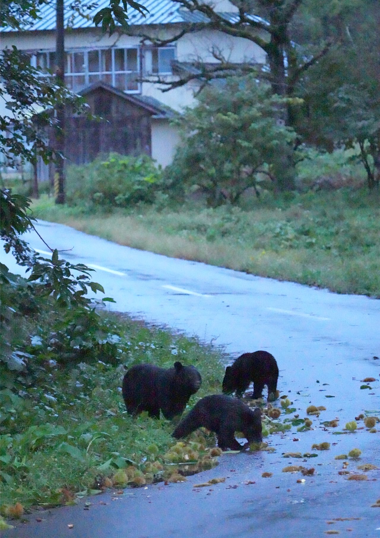 Una osa y sus oseznos comen castañas a pocos metros de un grupo de viviendas. Fotografía tomada en octubre de 2023 en una población a los pies de la cadena montañosa de Ōu, en la prefectura de Iwate). (Satō Yoshihiro)